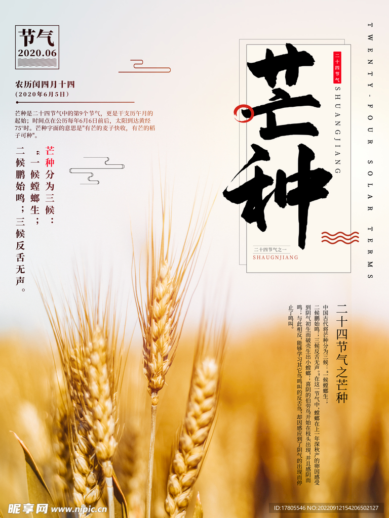 小麦穗 金黄 秋意 田园风光 