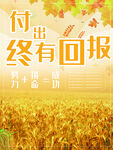 小麦穗 金黄 秋意 田园风光 