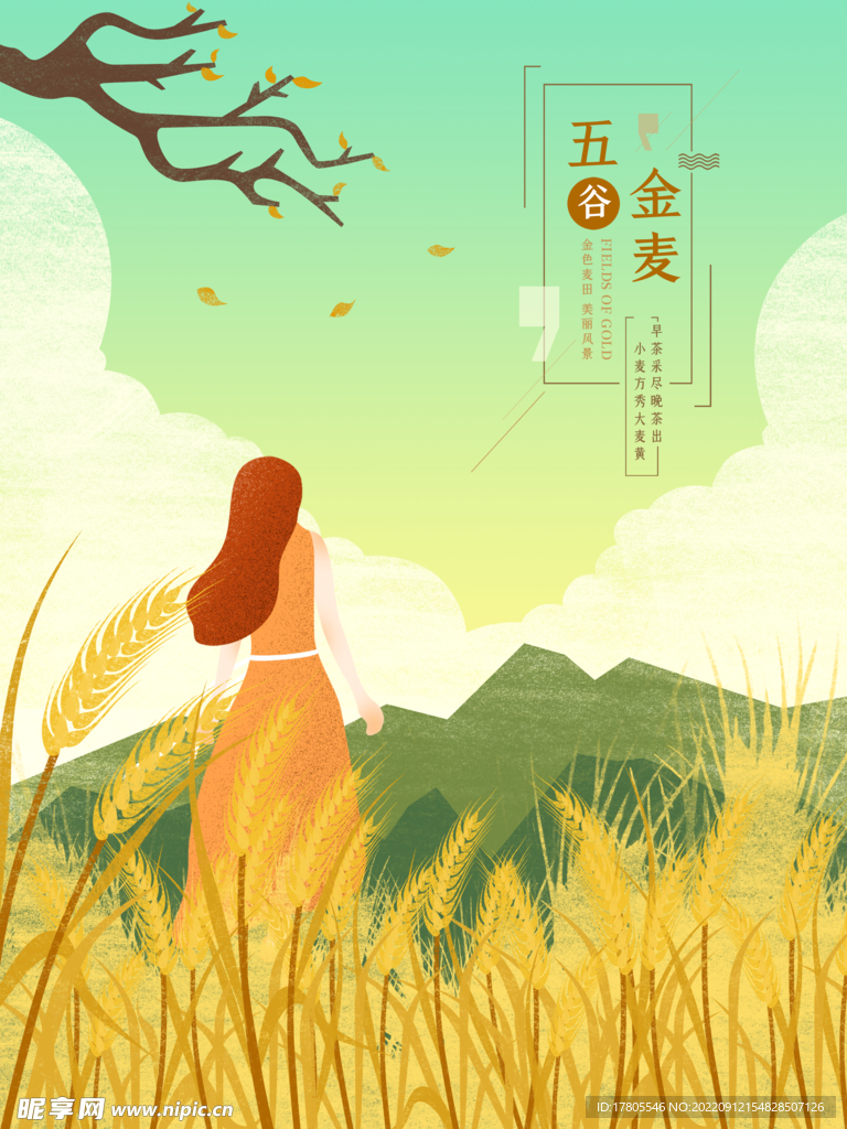 小麦穗 金黄 秋意 田园风光 