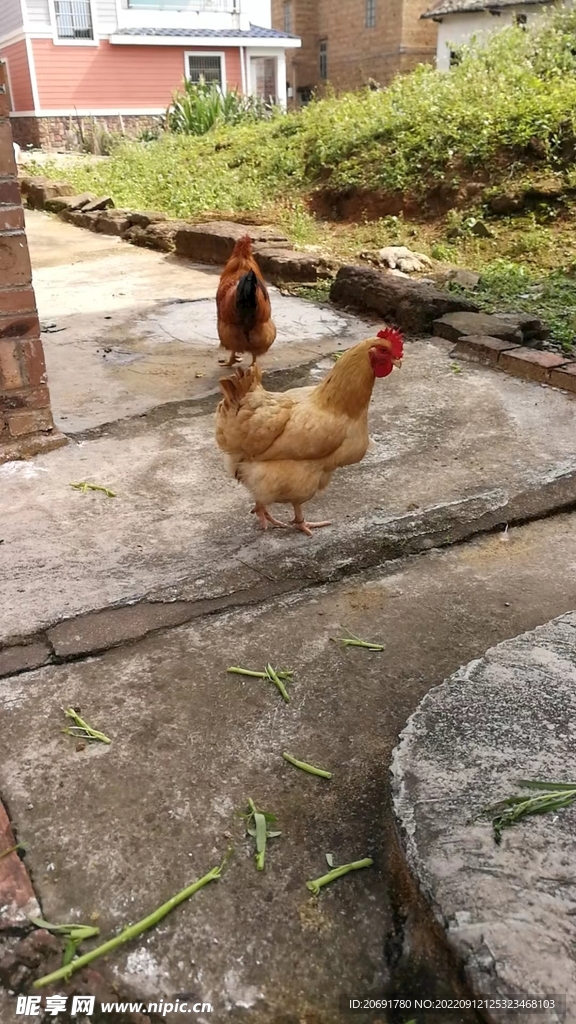 农场走地鸡