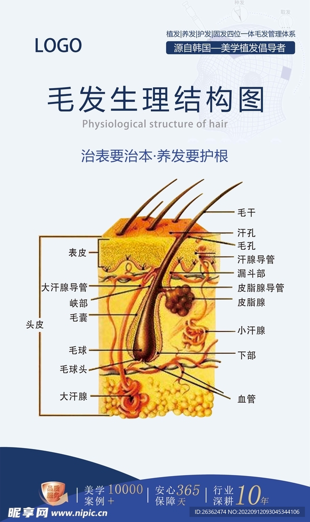 皮肤毛囊结构图