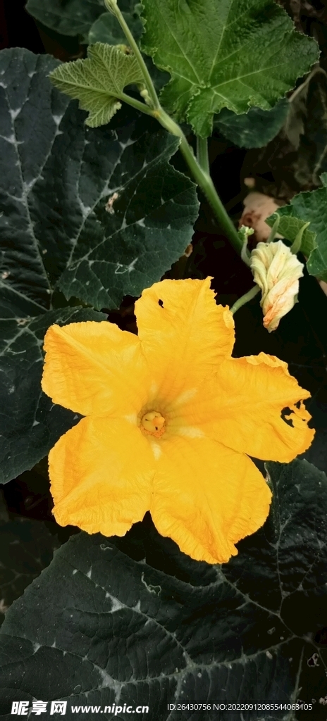 南瓜小花