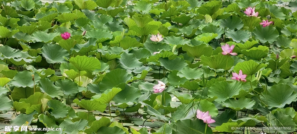 荷塘荷花