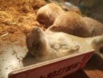 仓鼠