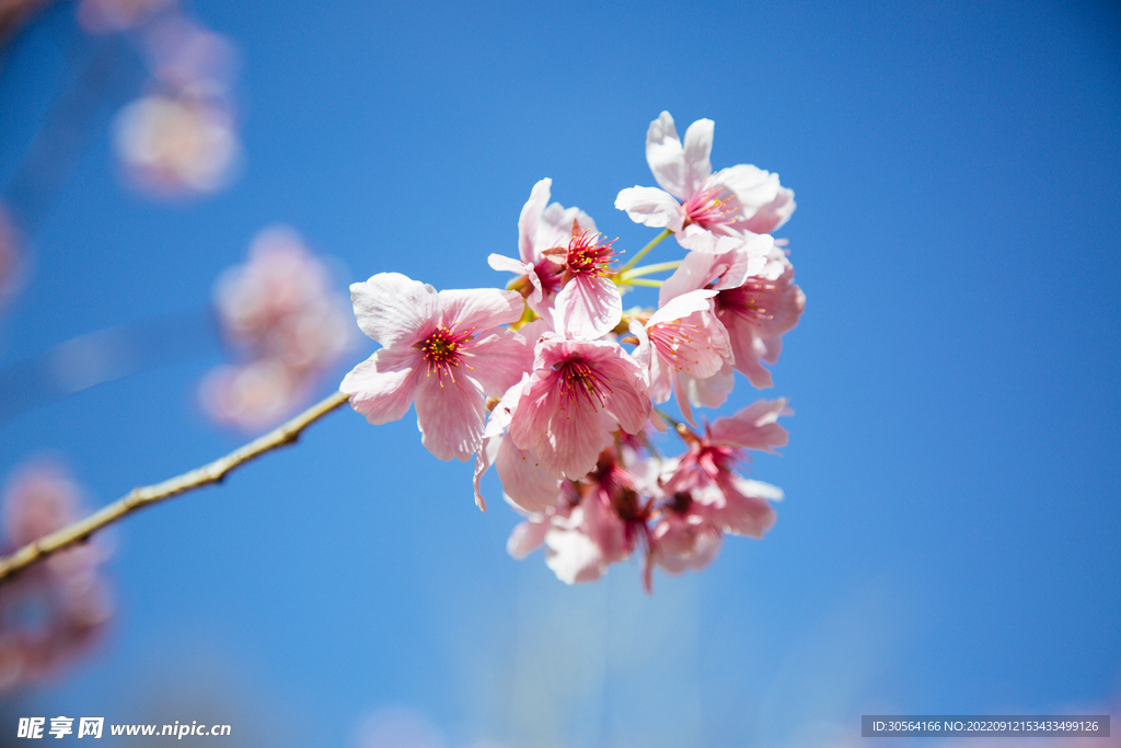 粉色桃花
