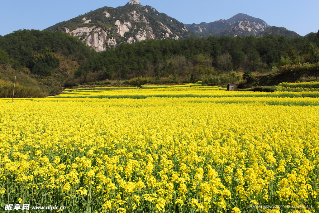 油菜花