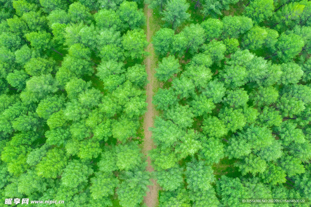 俯瞰森林道路
