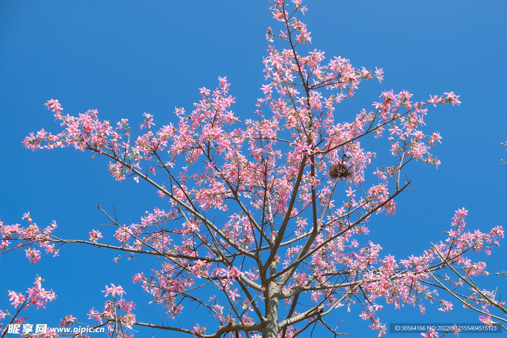 粉色桃花