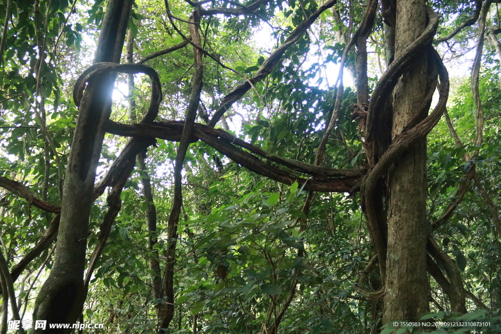 茶山 茶树 森林