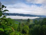 茶山 茶树