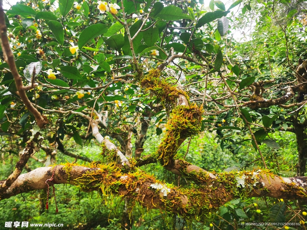 古茶树|摄影|生态|摄影师果壳 - 原创作品 - 站酷 (ZCOOL)