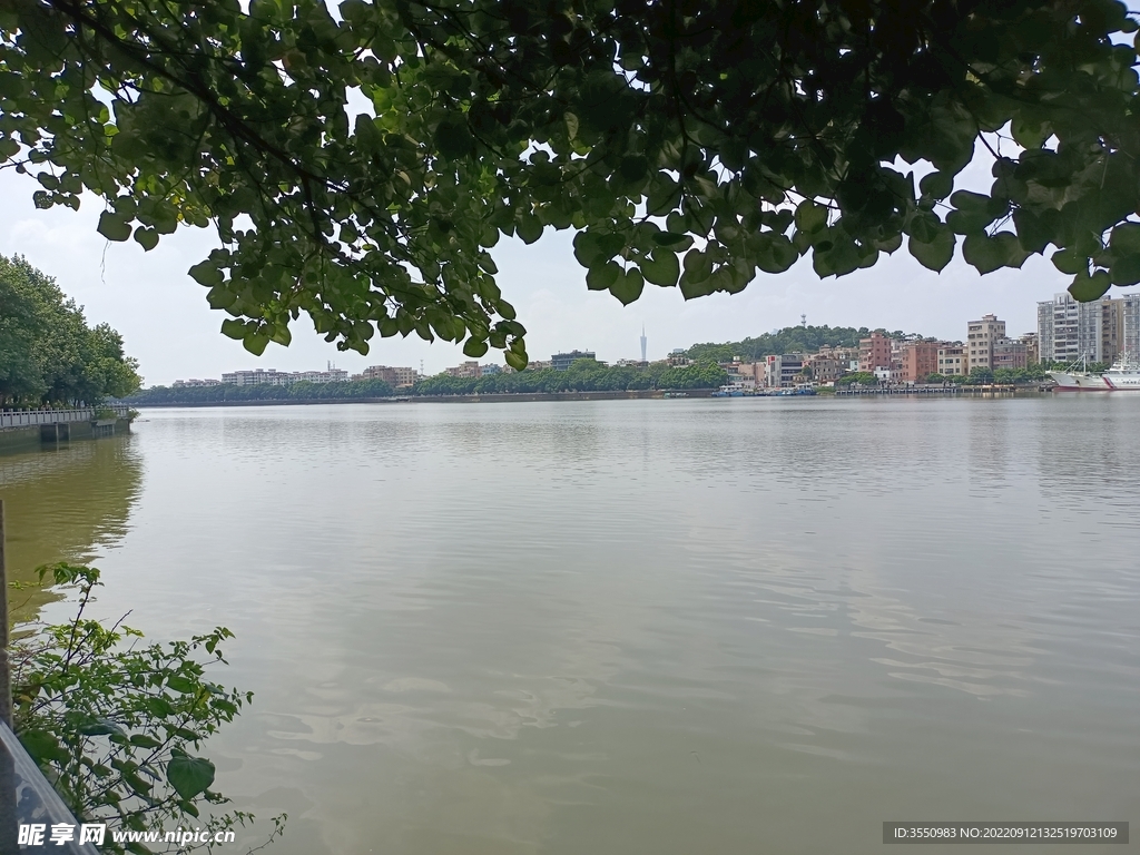 湖水 大树 自然 风景 