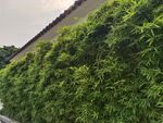 绿草 青苔 自然 风景 