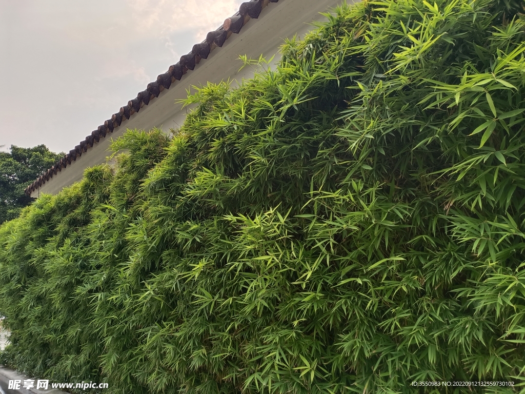 绿草 青苔 自然 风景 