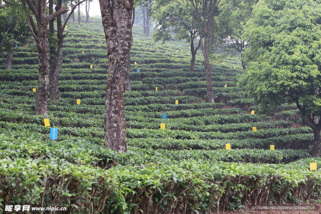 茶山 茶树 茶叶