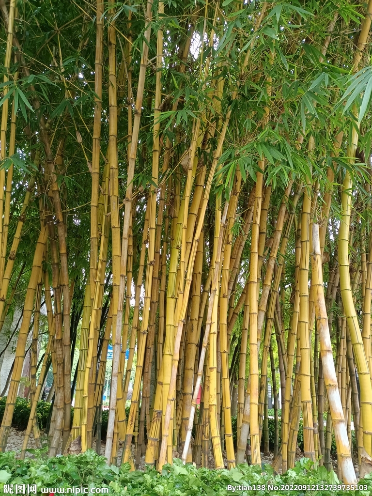 竹子 风景