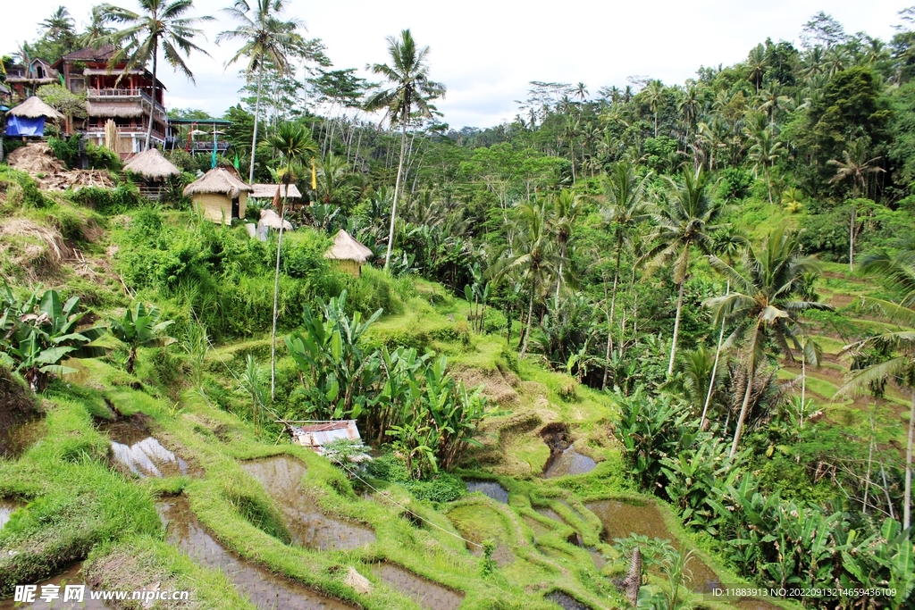 巴厘岛梯田