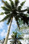 巴厘岛椰树
