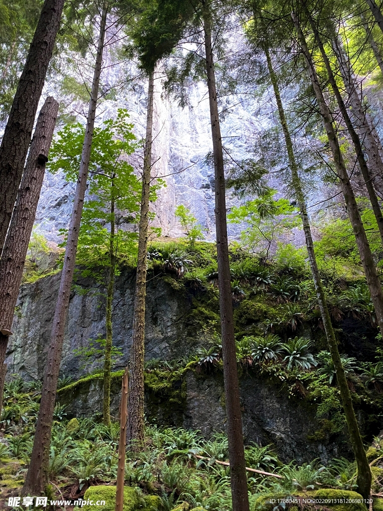 森林