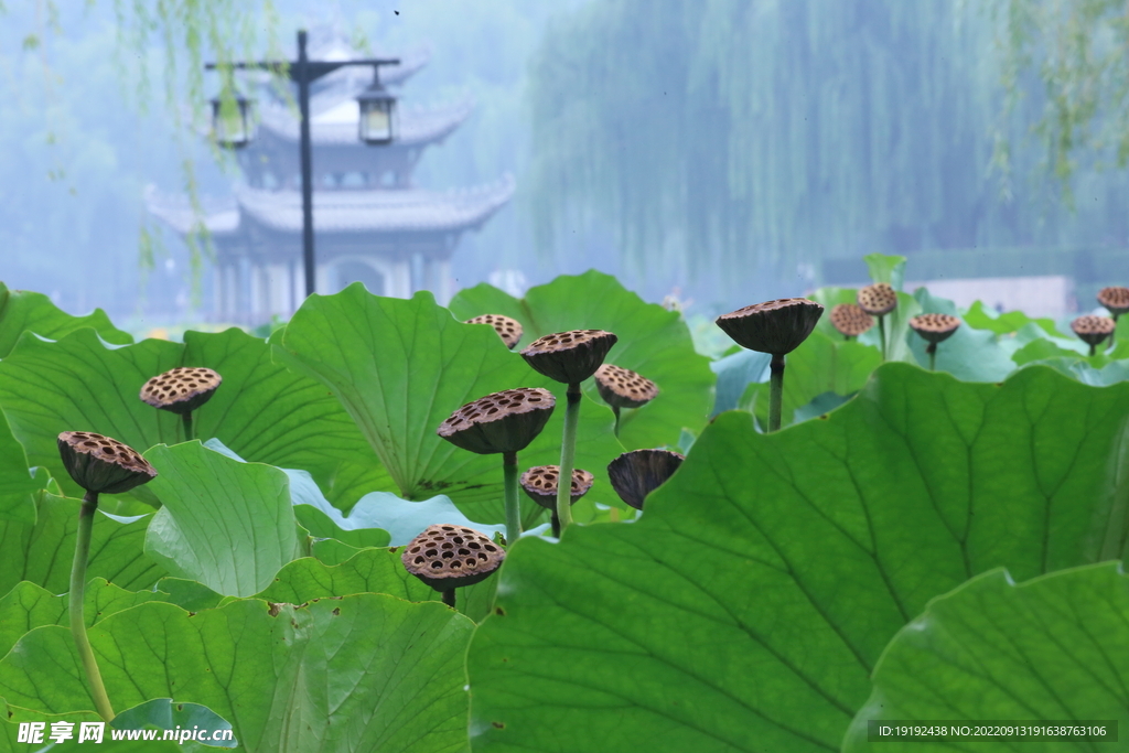 荷塘风景 