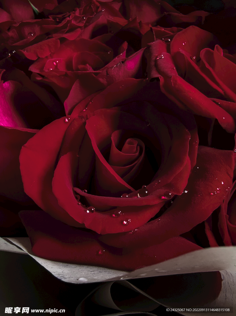 浪漫红玫瑰