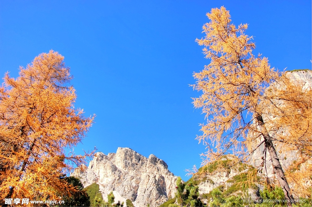 阿尔卑斯山