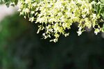 龙抓槐花絮