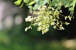槐树花叶