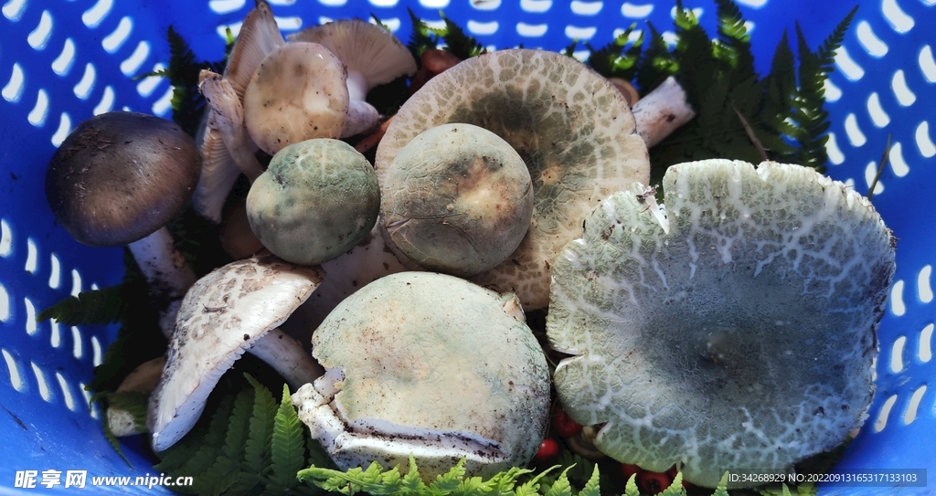 野生菌