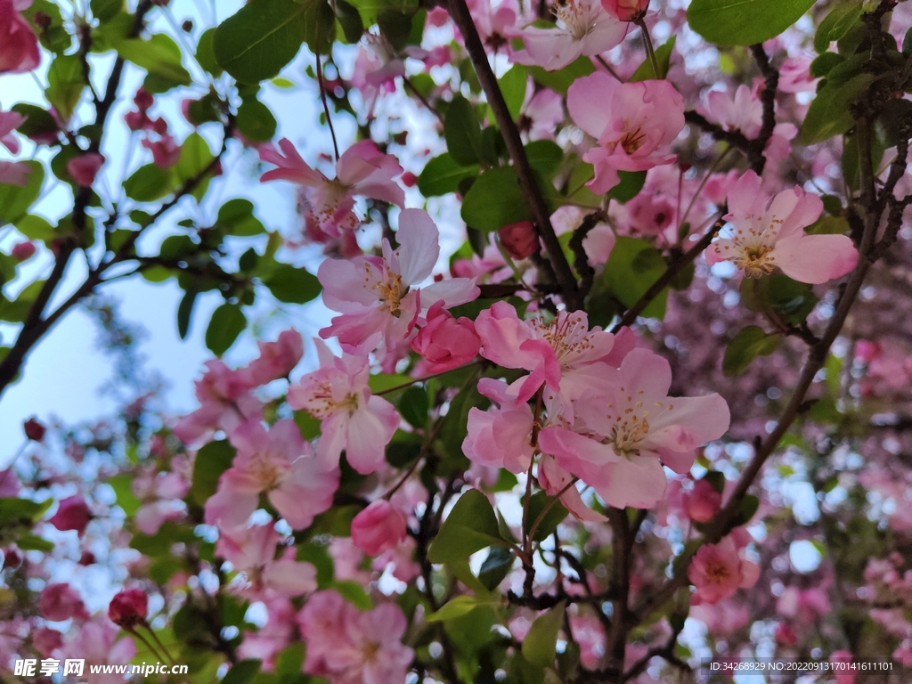 看花的季节