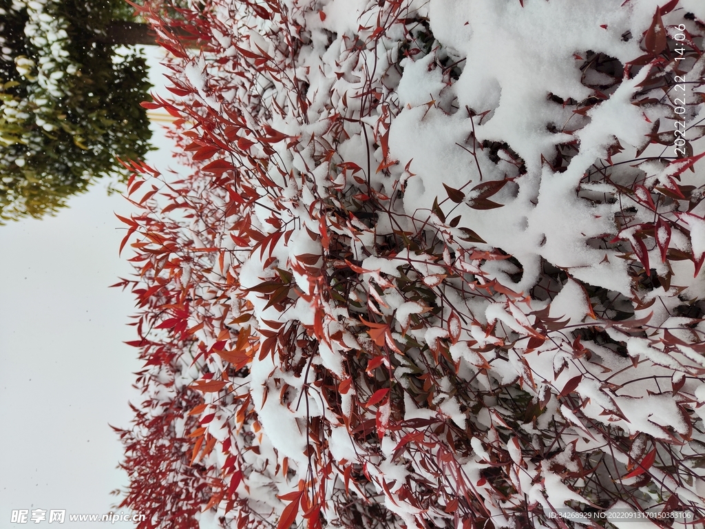 雪景