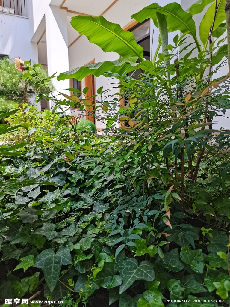 绿色