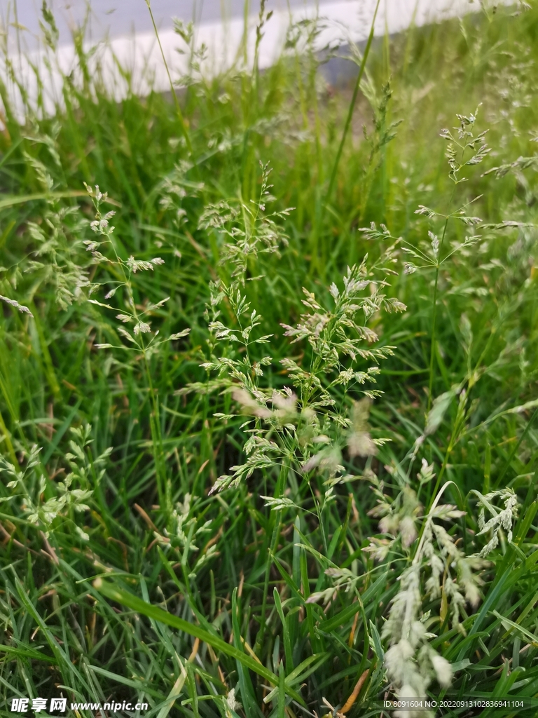 草绿 野草 小草