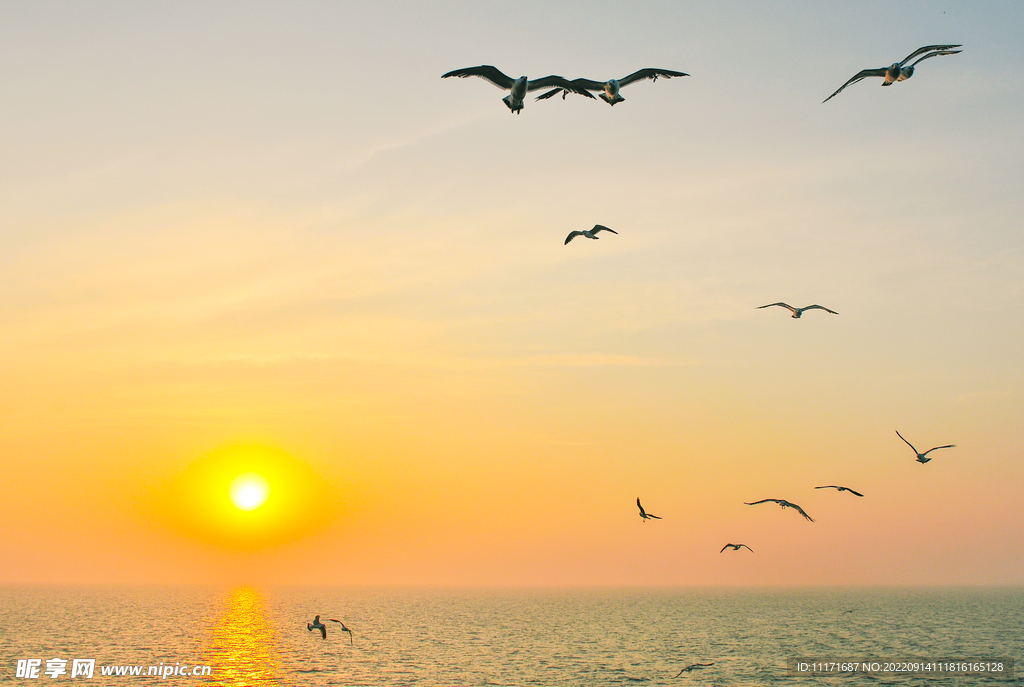 夕阳海鸥