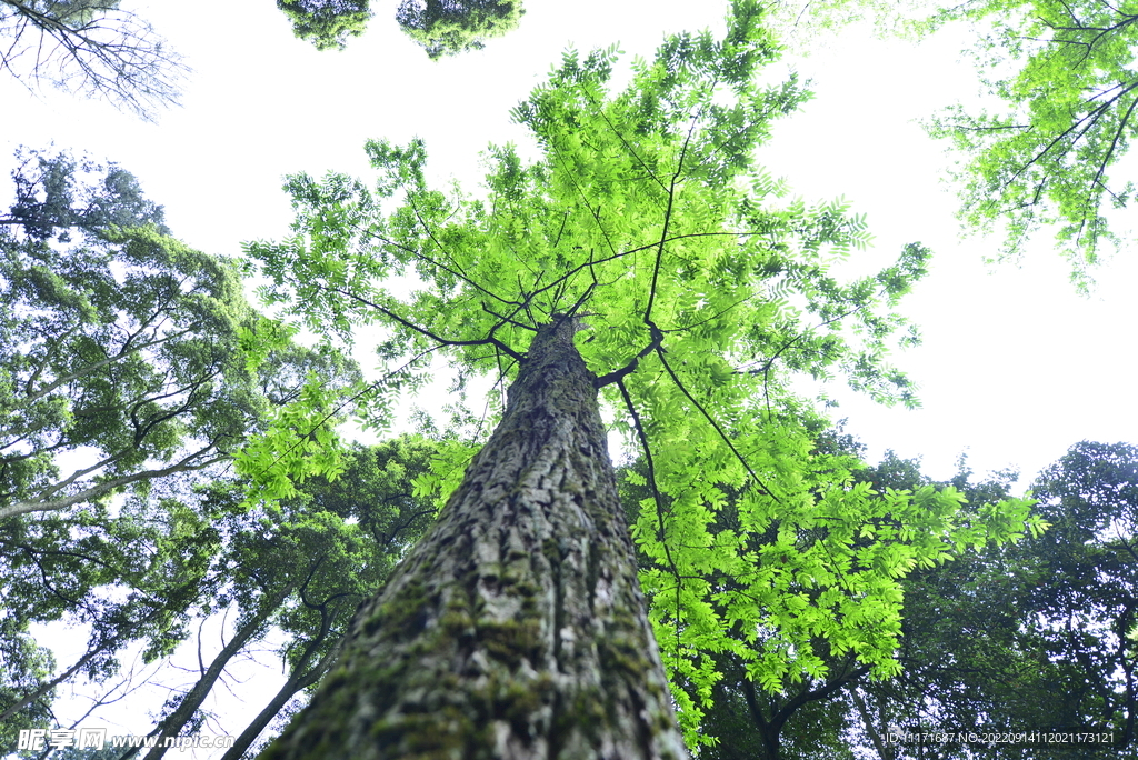 水杉树