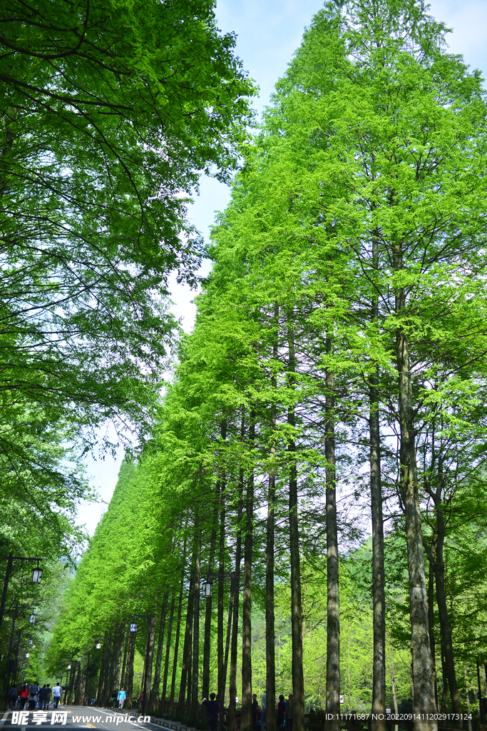 水杉树