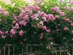 月季花开