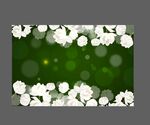 白色小花