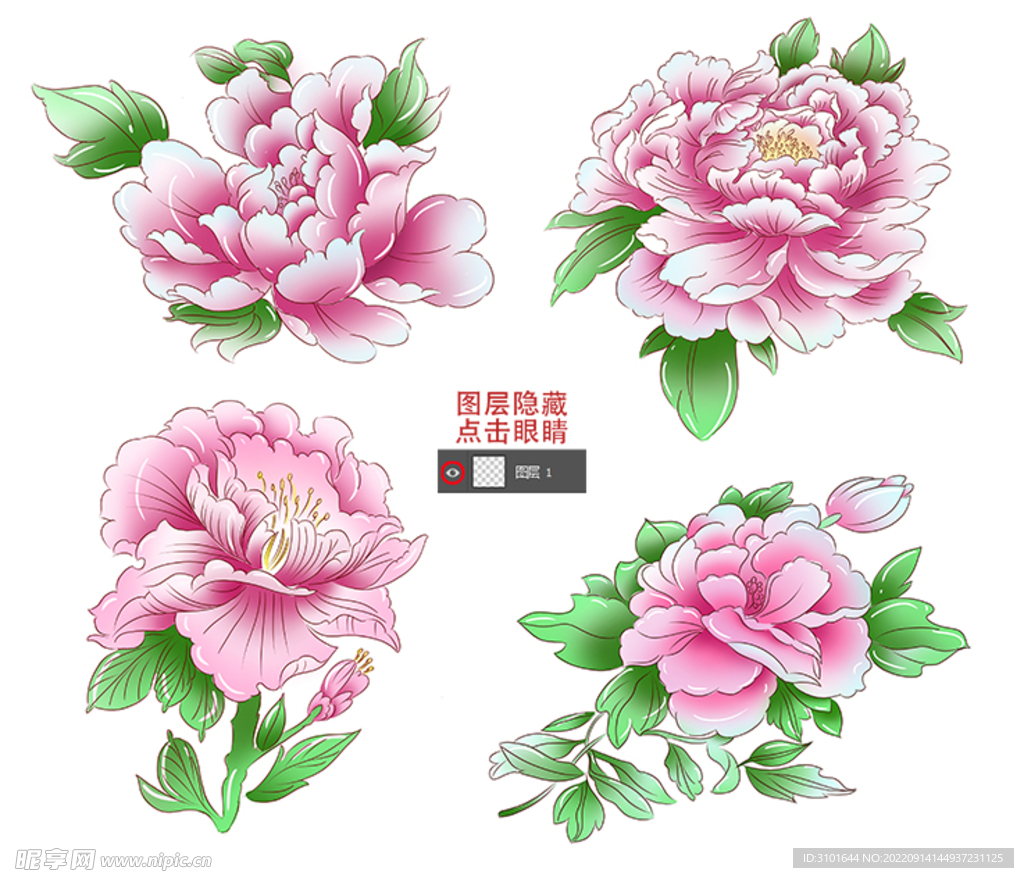 牡丹花