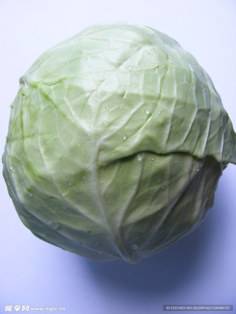 卷心菜