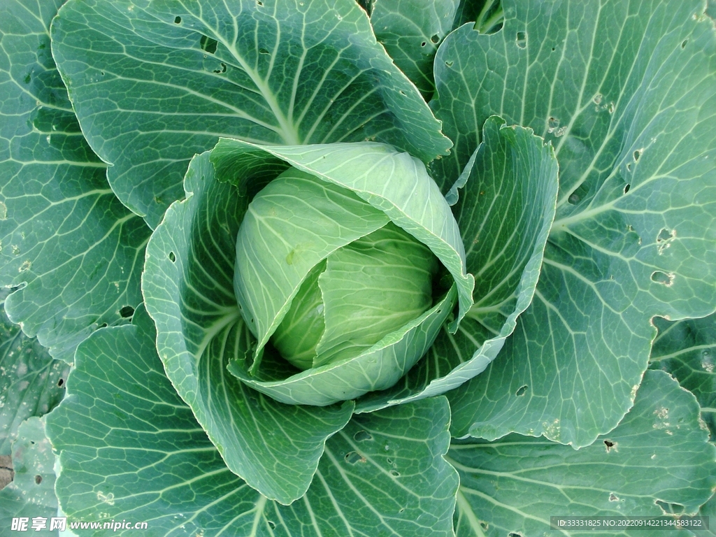 卷心菜