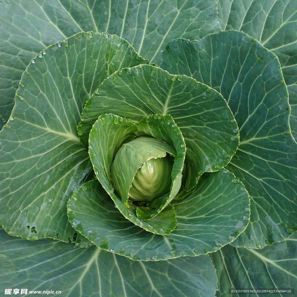 卷心菜
