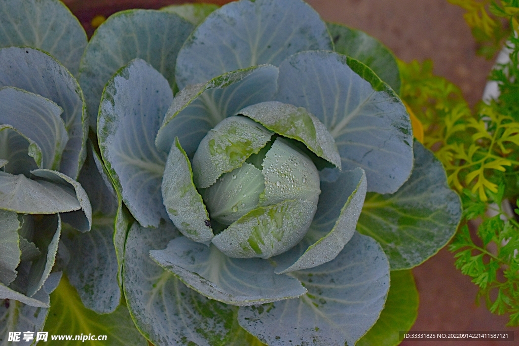 卷心菜