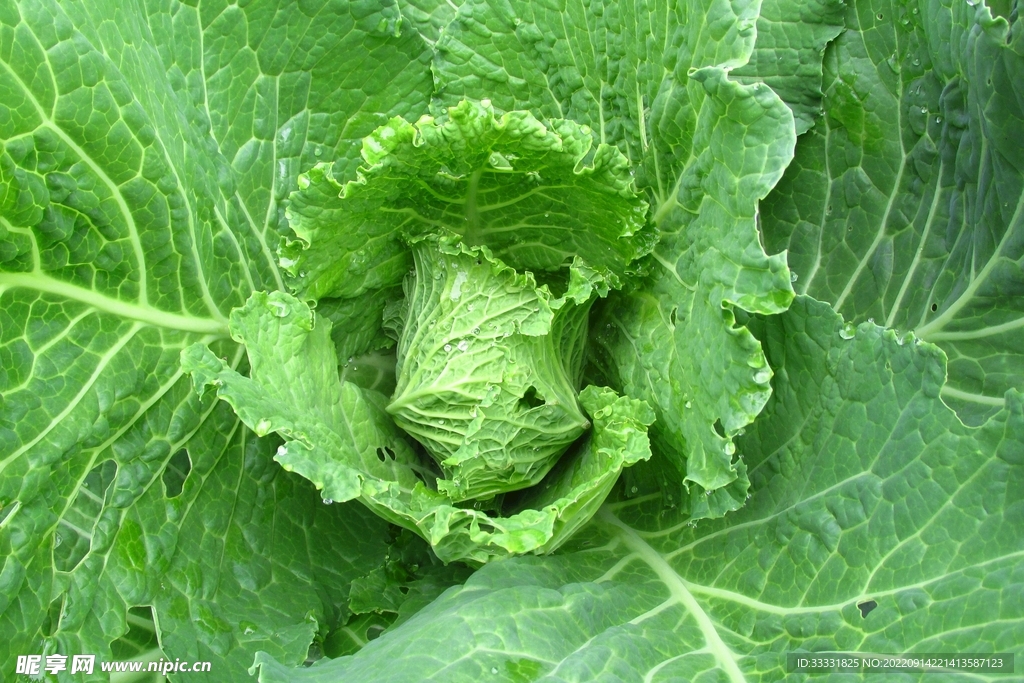 卷心菜