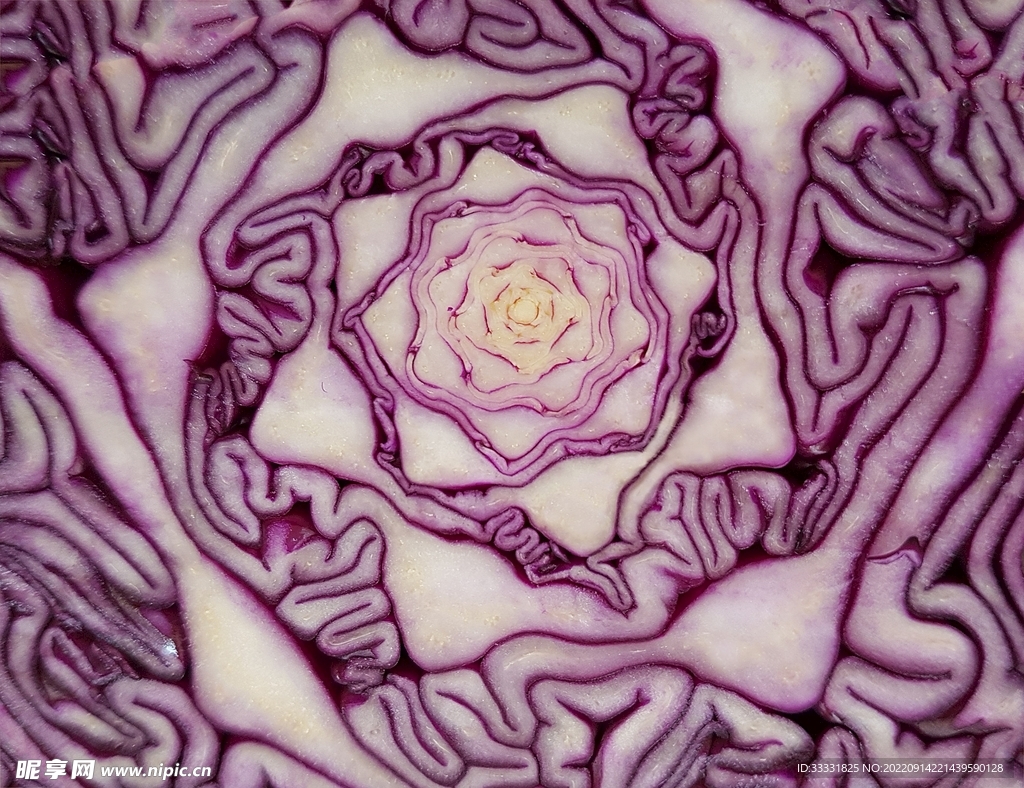 卷心菜