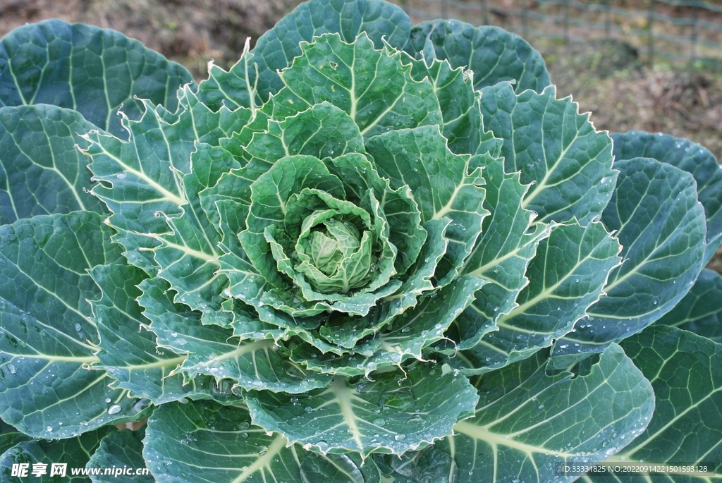 卷心菜