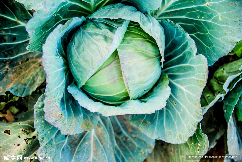 卷心菜