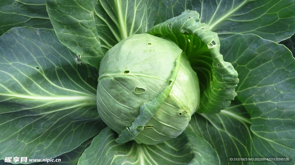 卷心菜