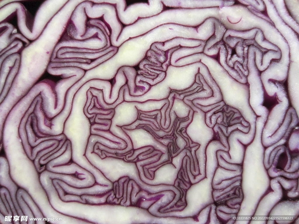 卷心菜