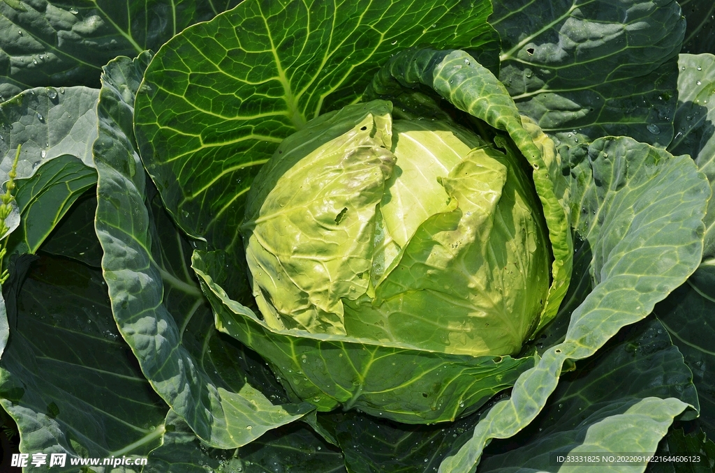 卷心菜